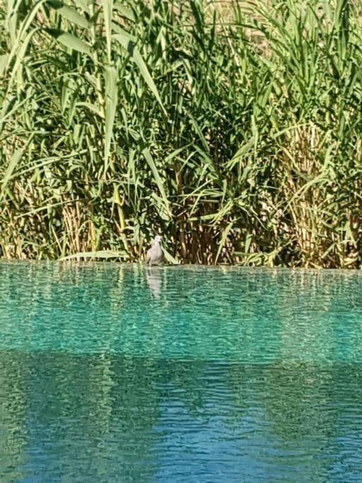 Le Figuier Du Lac Bin Elouidane Kültér fotó